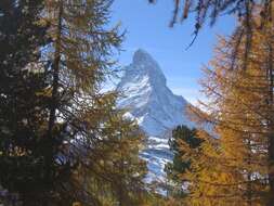 Image of European Larch