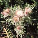 Plancia ëd Cirsium tenoreanum Petr.