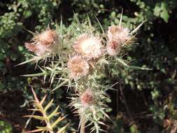 Plancia ëd Cirsium tenoreanum Petr.