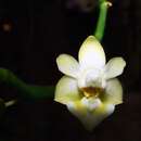 Image of Phalaenopsis gibbosa H. R. Sweet