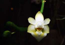 Image de Phalaenopsis gibbosa H. R. Sweet