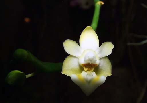 Image of Phalaenopsis gibbosa H. R. Sweet