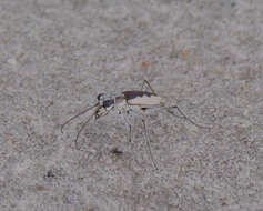 Image of White-cloaked Tiger Beetle