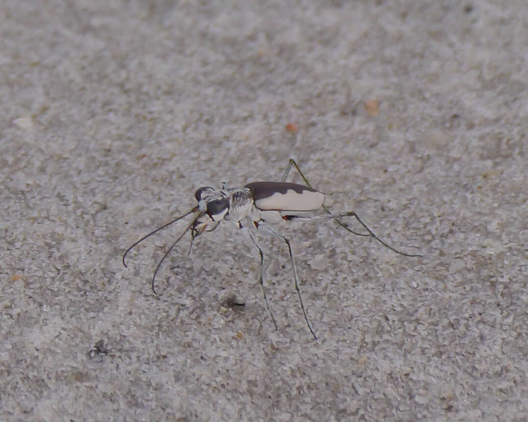 Image of White-cloaked Tiger Beetle