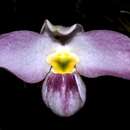 Image de Paphiopedilum vietnamense O. Gruss & Perner