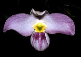 Image de Paphiopedilum vietnamense O. Gruss & Perner