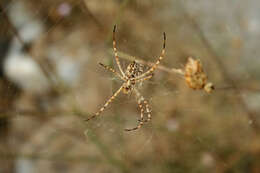 Image of Argiope lobata (Pallas 1772)