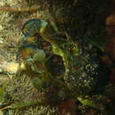 Naxia aurita (Latreille 1825) resmi