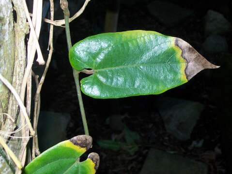 صورة Aristolochia australopithecurus (Mich. J. Parsons) Buchwalder & Wanke