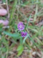 Image of grassleaf lettuce