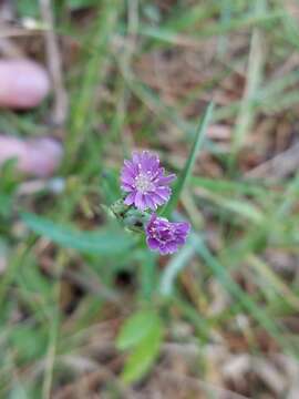 Lactuca graminifolia Michx. resmi