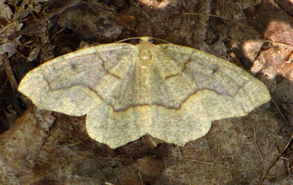 Image of Hemlock Looper