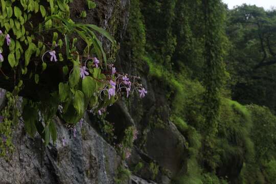 Image of Impatiens acaulis Arn.