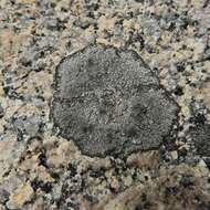 Image of Cinder lichen;   Rimmed lichen