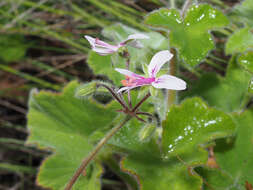 Image of Pelargonium tomentosum Jacq.