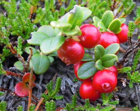 Image of lingonberry