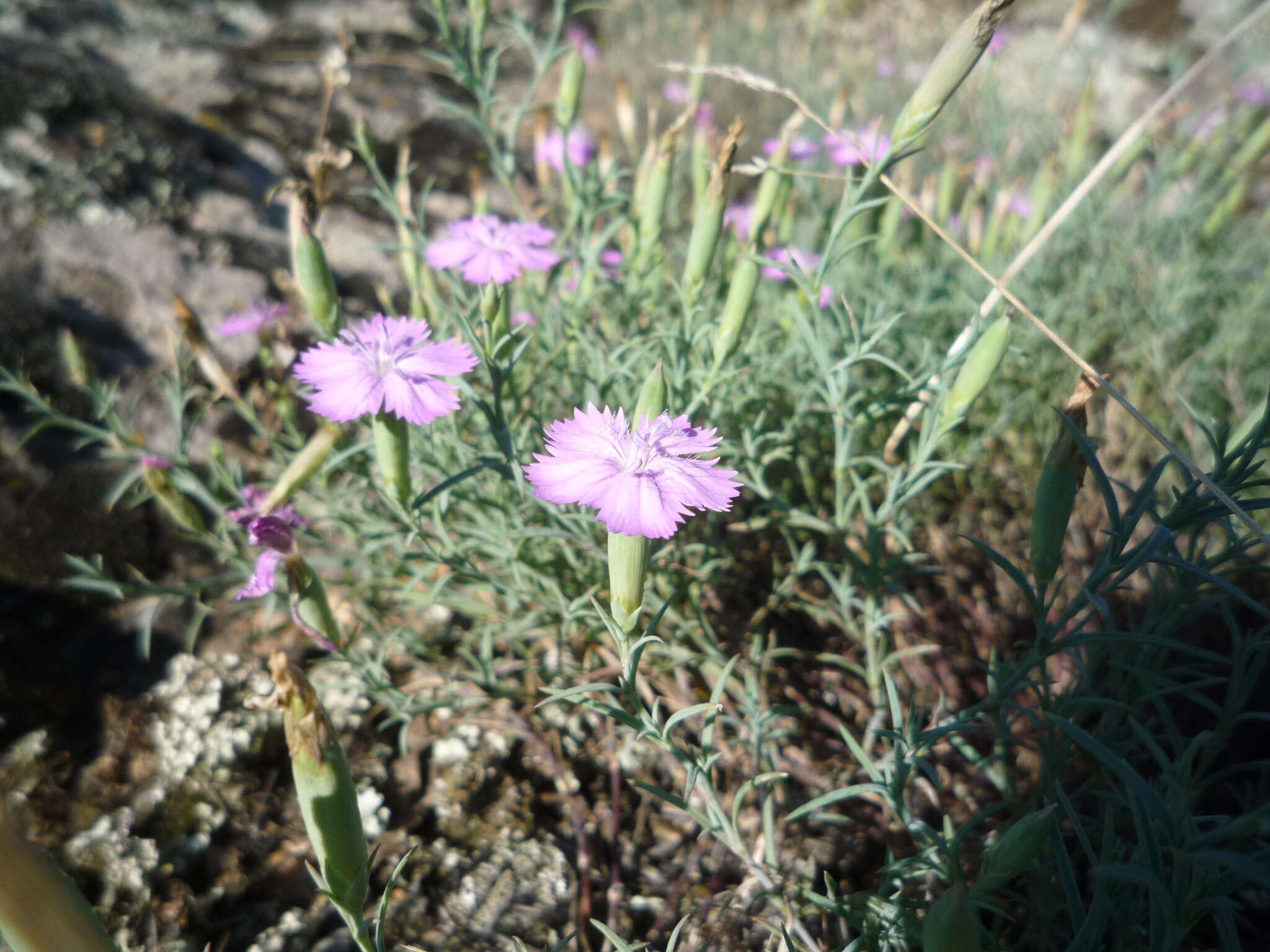 Dianthus hypanicus Andrz.的圖片