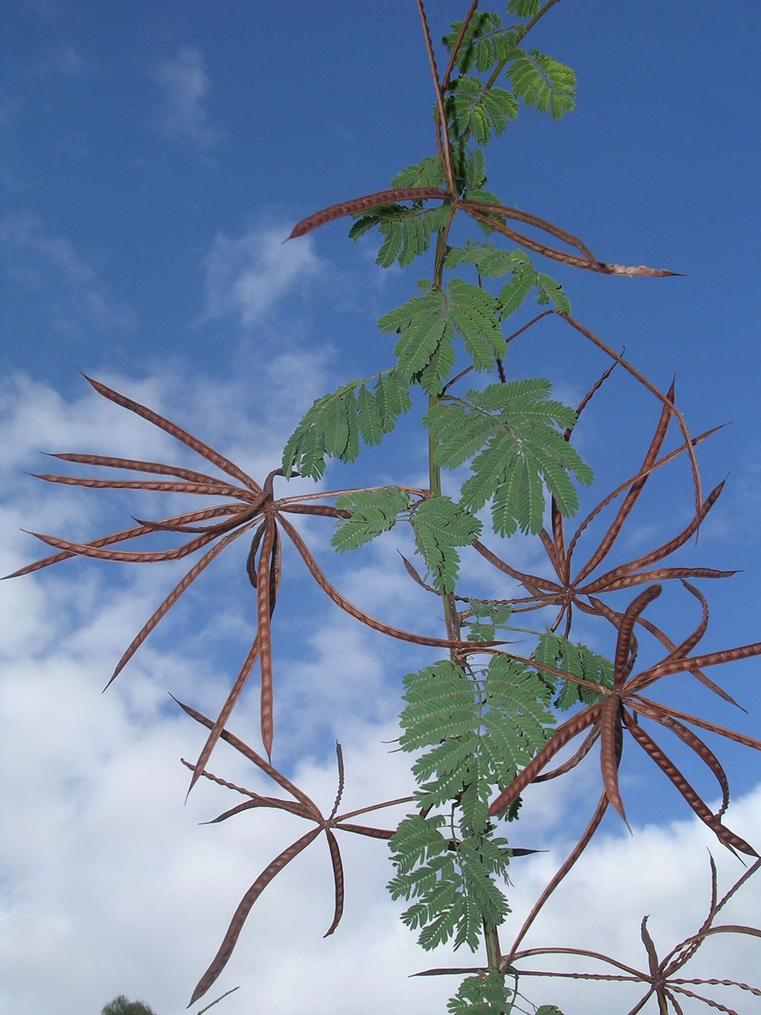 Слика од Desmanthus bicornutus S. Watson