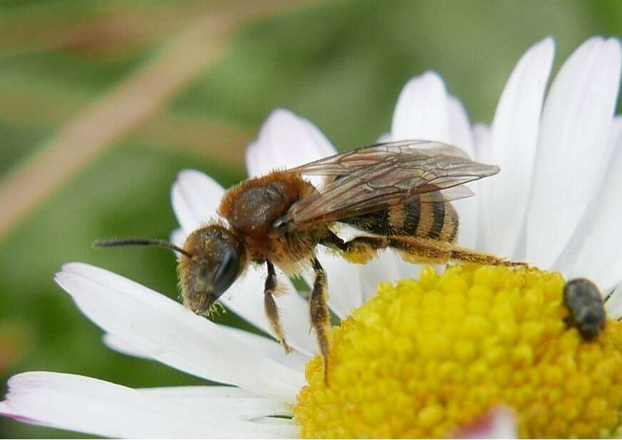 Image of Lasioglossum laevigatum (Kirby 1802)