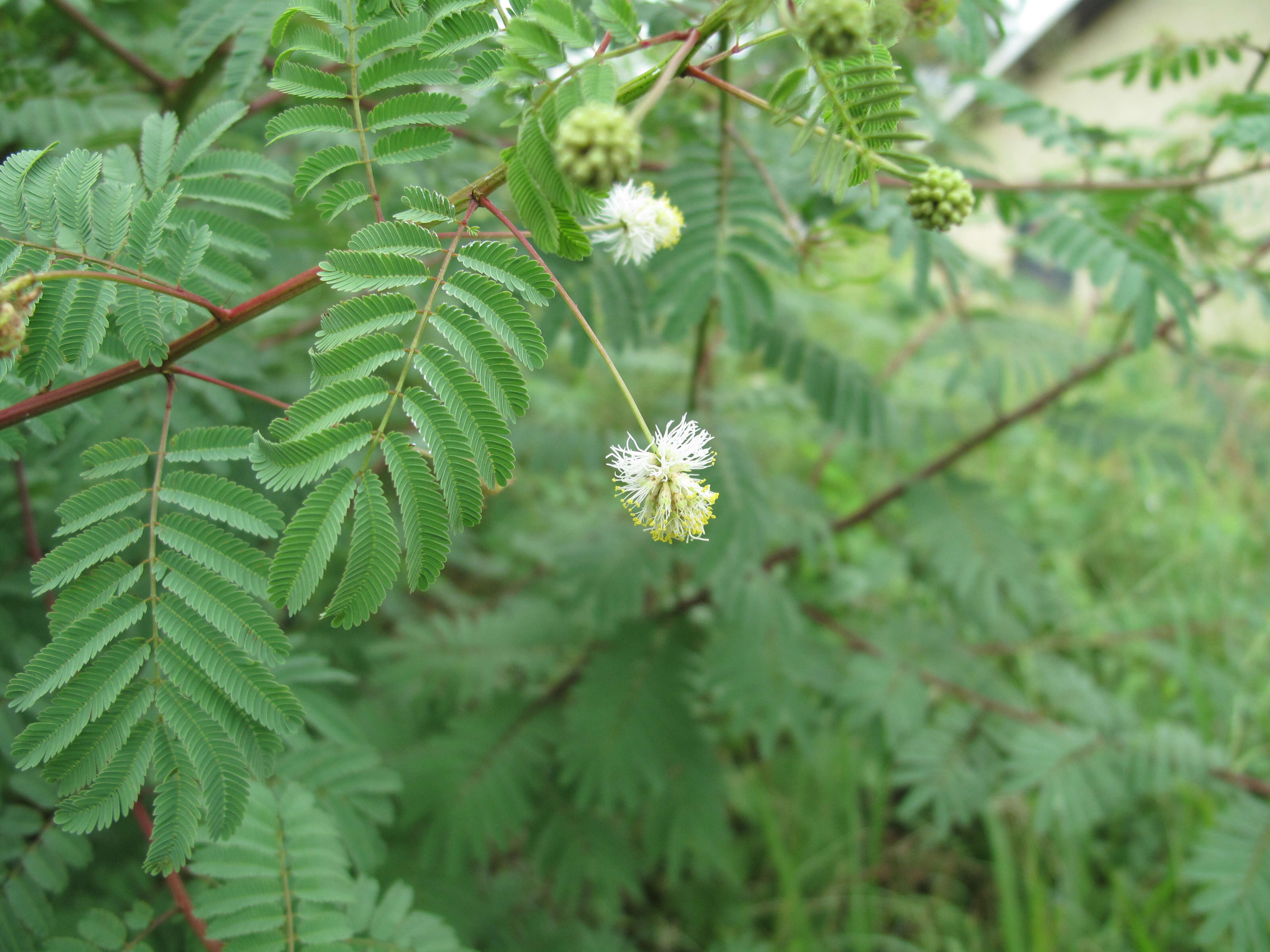 Слика од Desmanthus bicornutus S. Watson