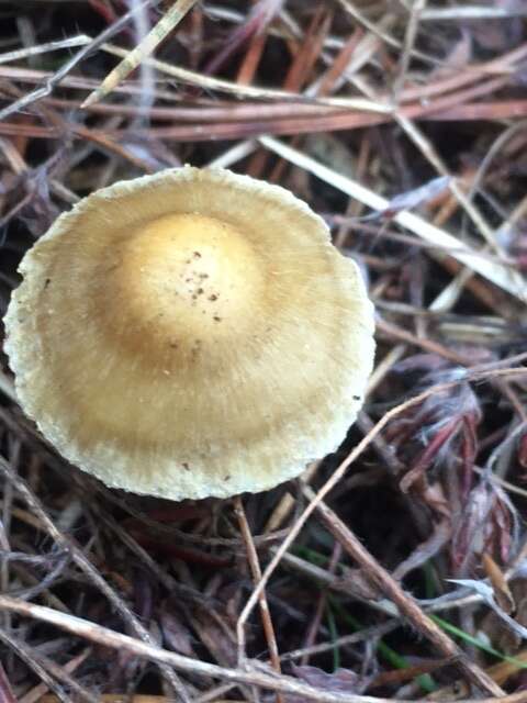 Image of Inocybe sindonia (Fr.) P. Karst. 1879