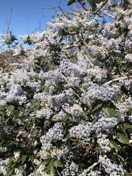 Image of feltleaf ceanothus