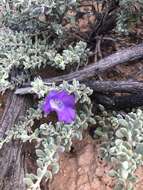 Imagem de Eremophila cordatisepala L. S. Smith