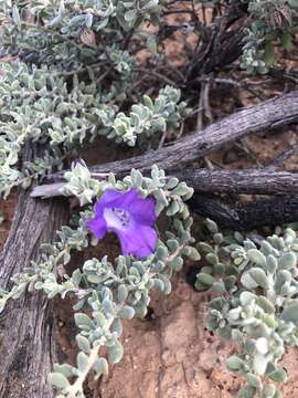 Imagem de Eremophila cordatisepala L. S. Smith