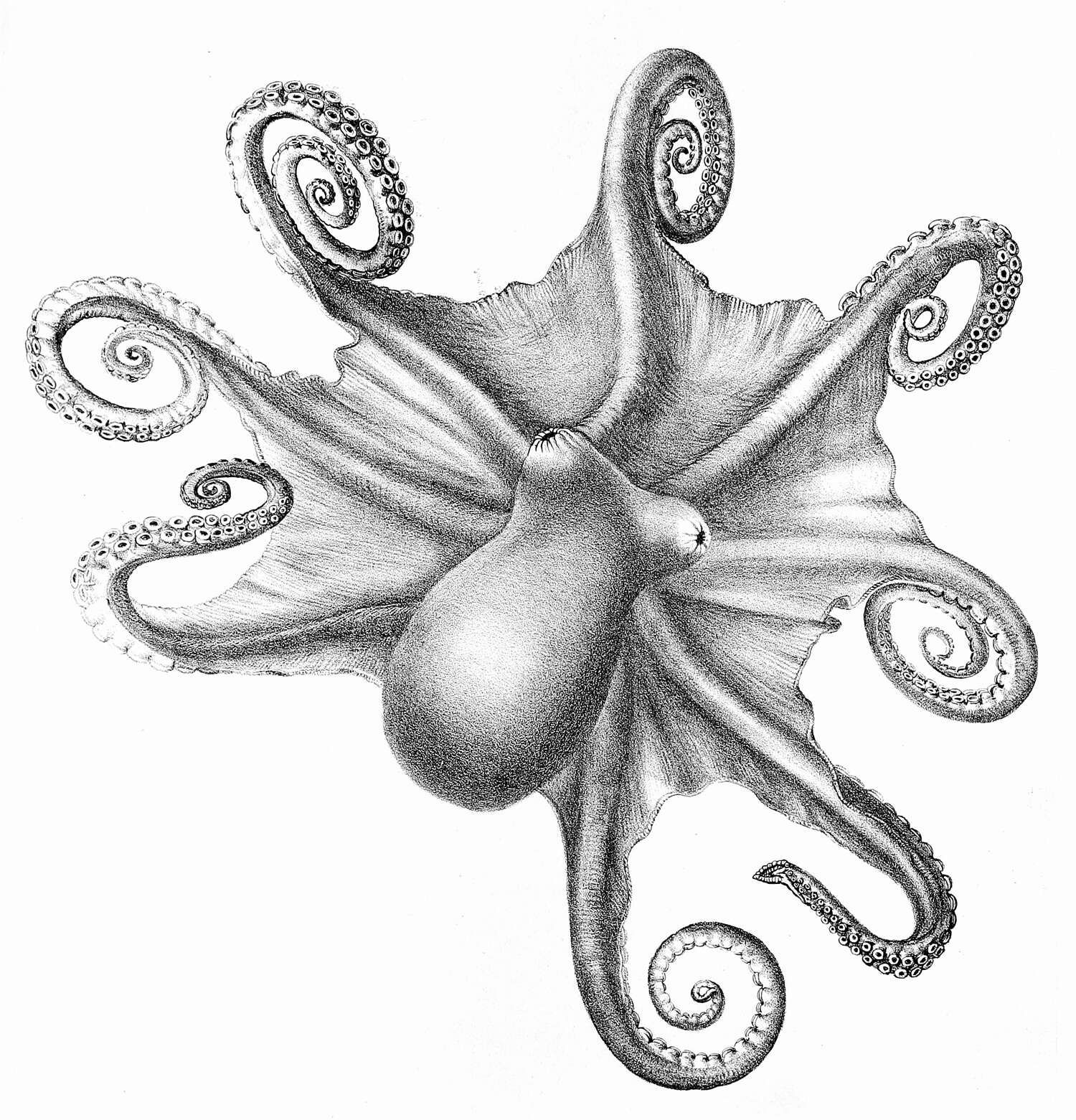 Image of Muusoctopus levis (Hoyle 1885)