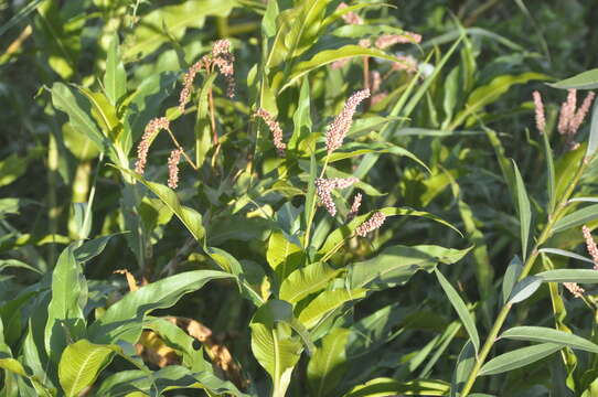 Image de Persicaria ferruginea (Wedd.) Sojak