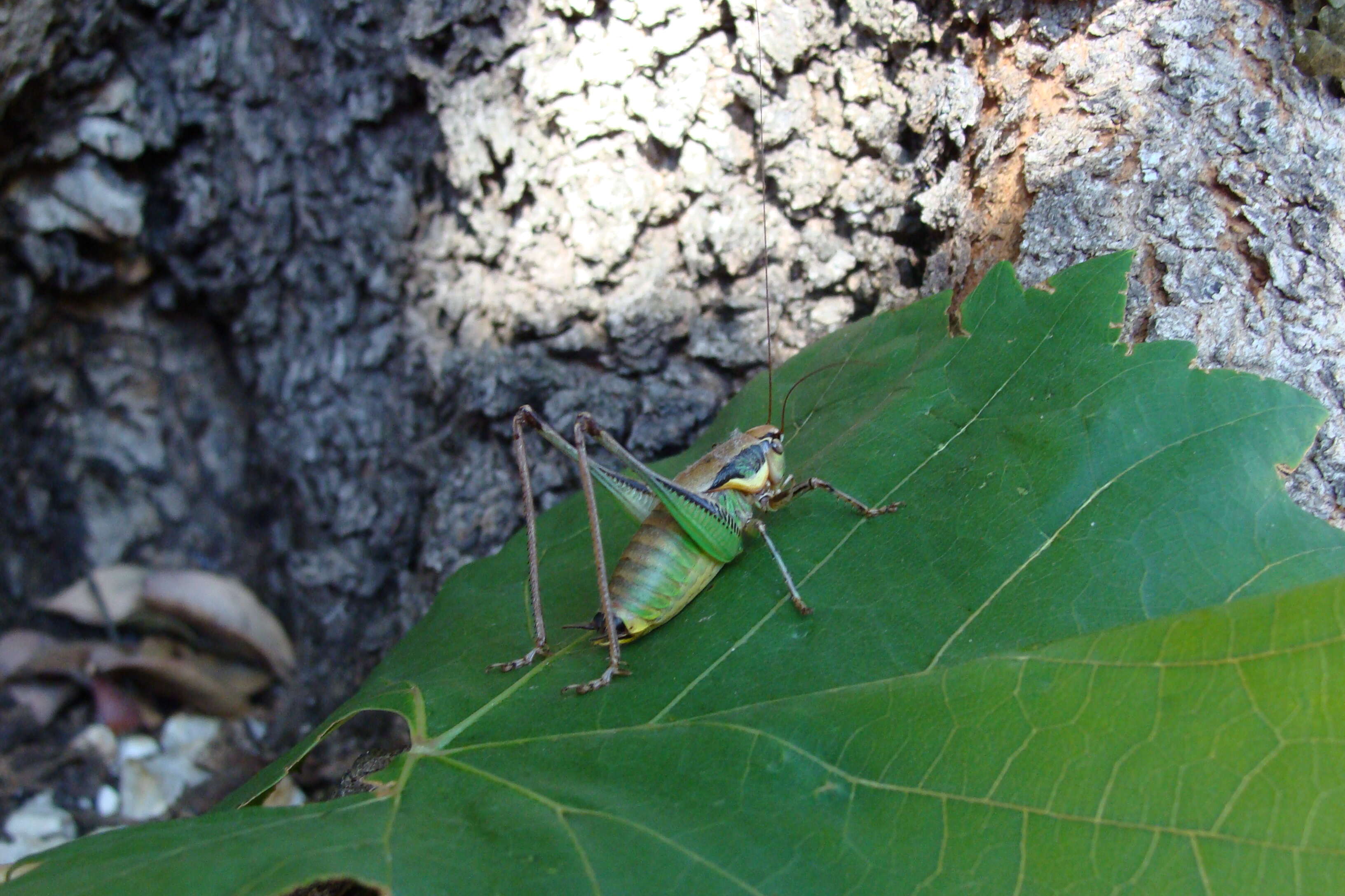 Image of Metrioptera roeselii