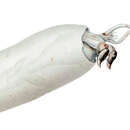 Image of Sandal-eye Squid