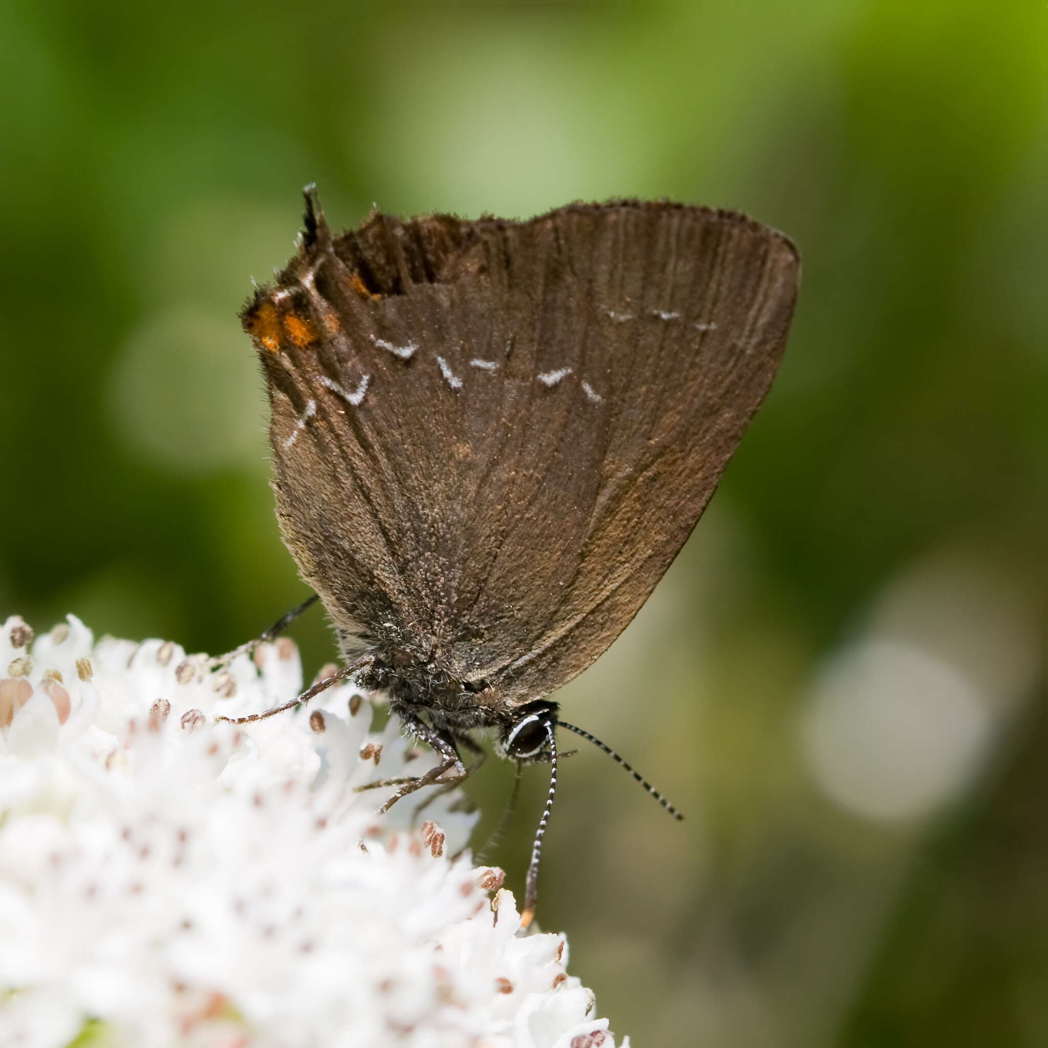 Image of Satyrium ilicis