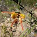 Image of Grevillea chrysophaea Meissn.