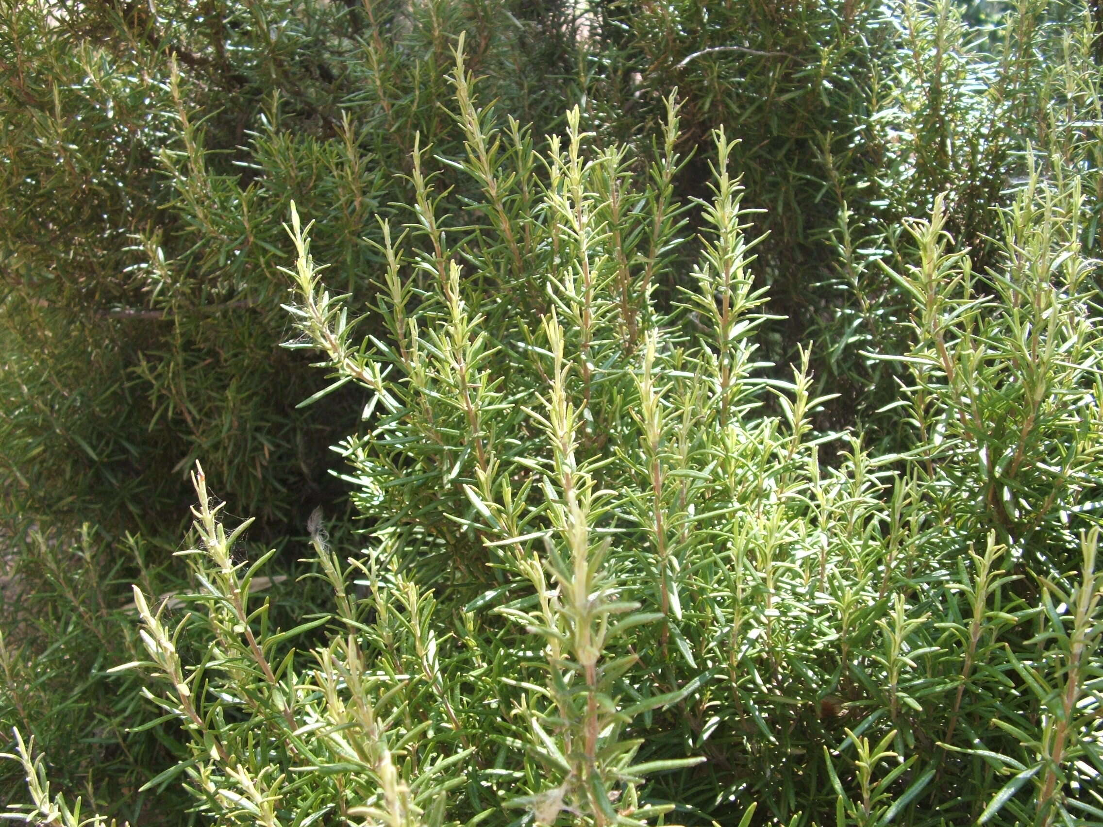 Image of Rosemary