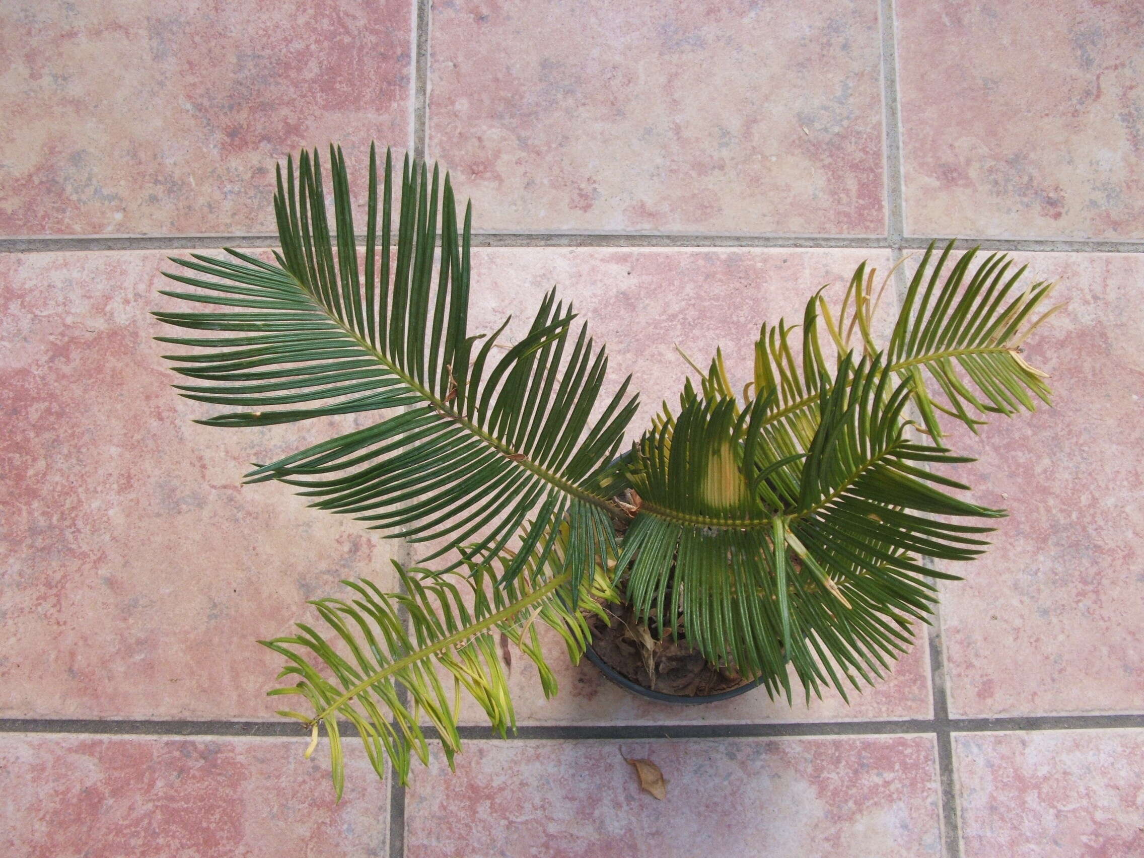 Image of Fern Palm