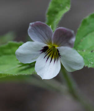 صورة Viola ocellata Torr. & Gray