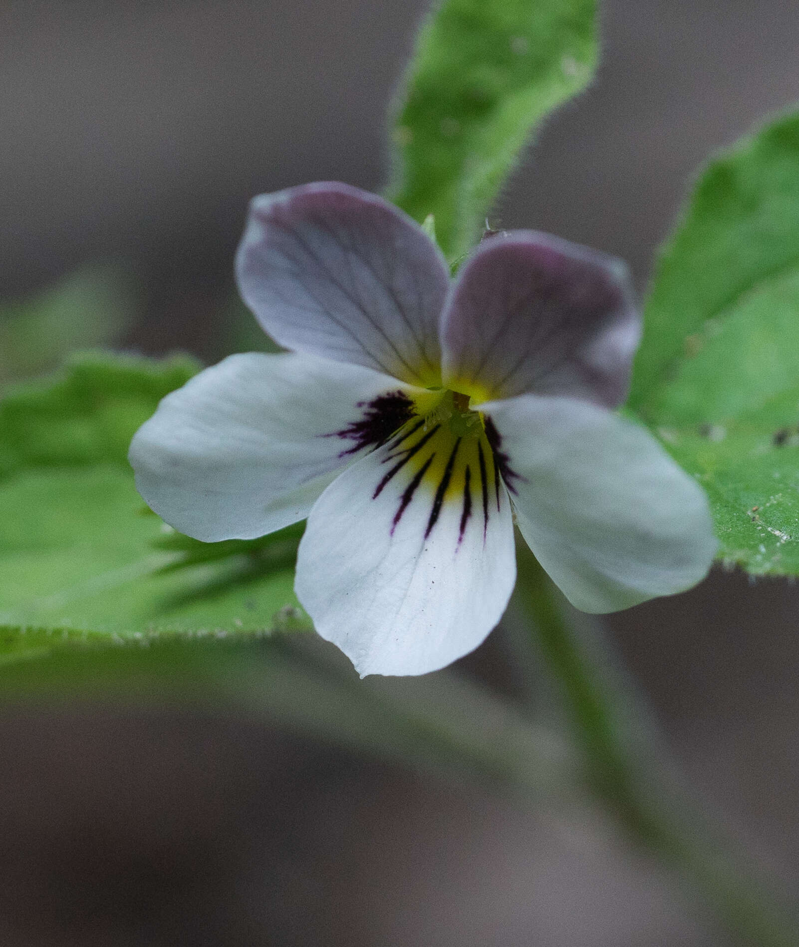 صورة Viola ocellata Torr. & Gray