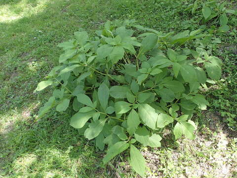 Image of Atropa bella-donna subsp. caucasica (Kreyer) V. E. Avet.