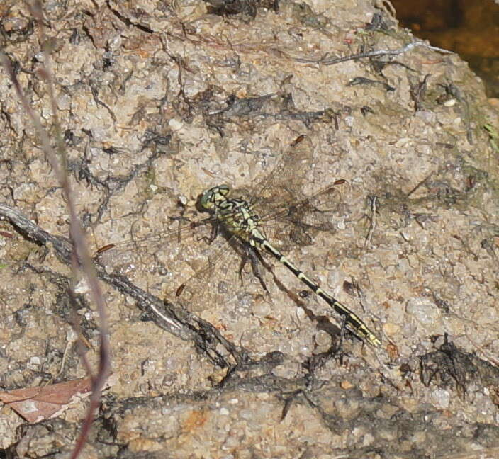 Image of Austrogomphus guerini (Rambur 1842)