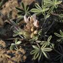 Imagem de Lupinus caespitosus var. utahensis (S. Watson) B. J. Cox