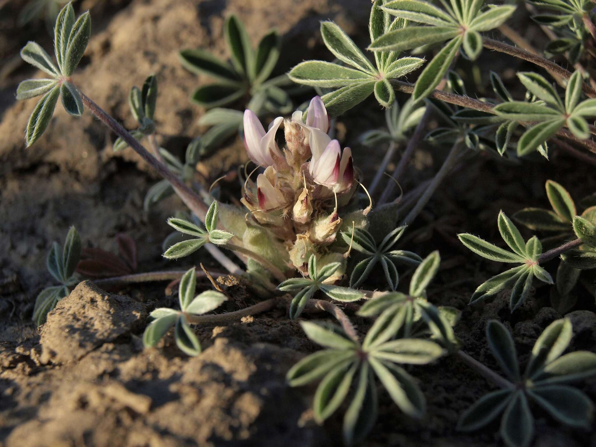 Image of stemless dwarf lupine