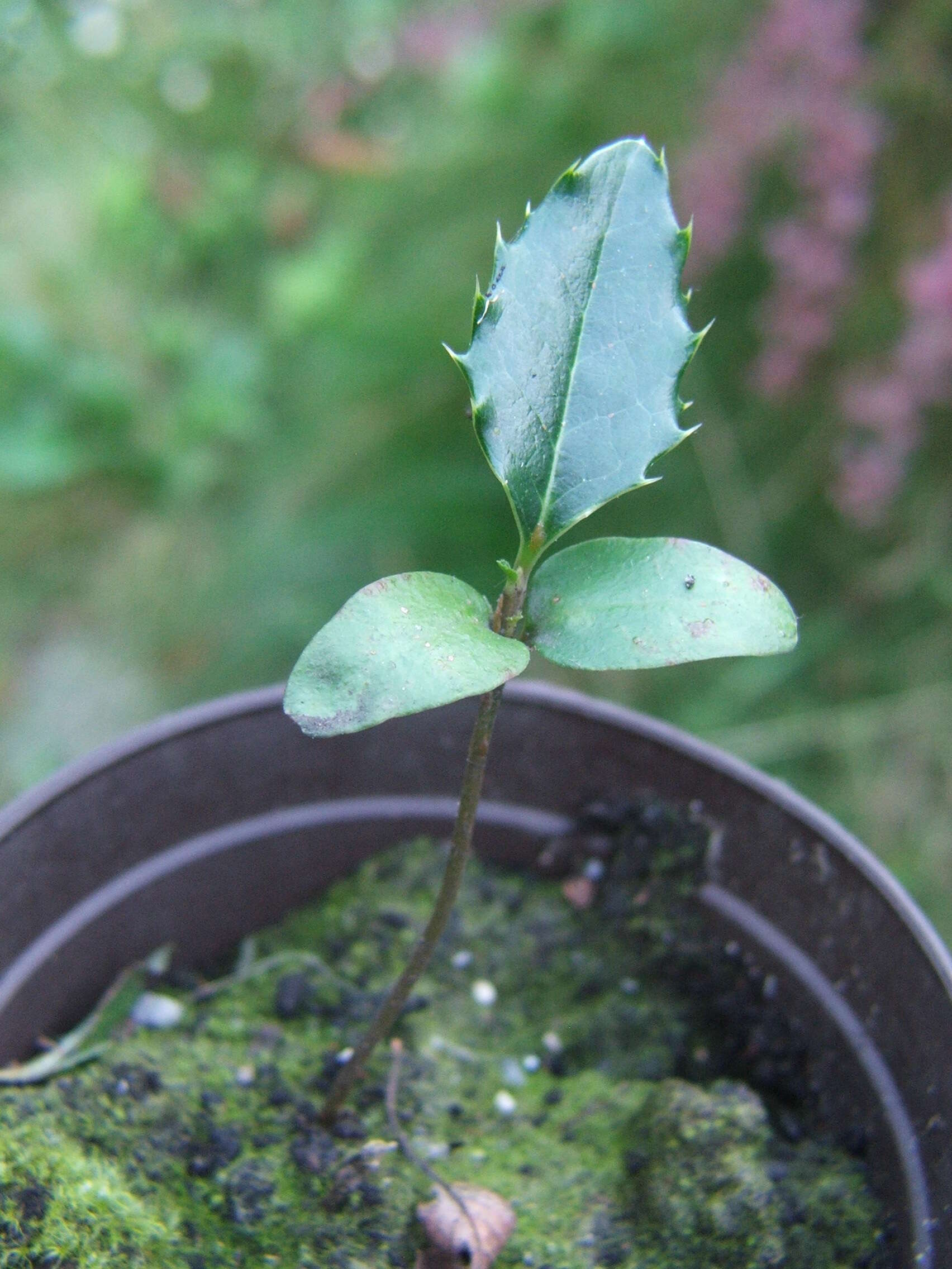 Image of English holly