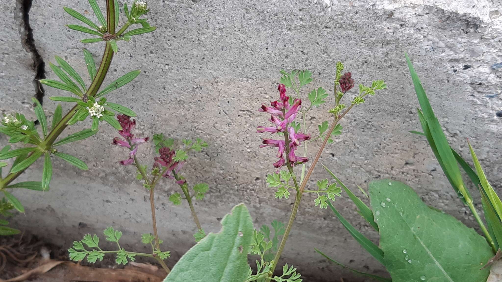 Image of drug fumitory