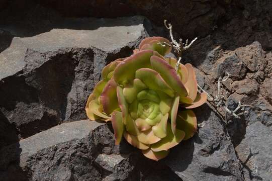 Image of Aeonium canariense (L.) Webb & Berth.