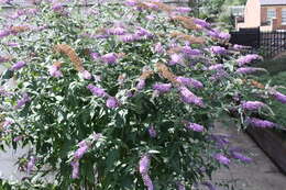 Image of butterfly-bush