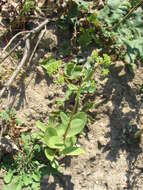 Image of Orpine