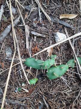 Image of Little Priclly-pear Cactus