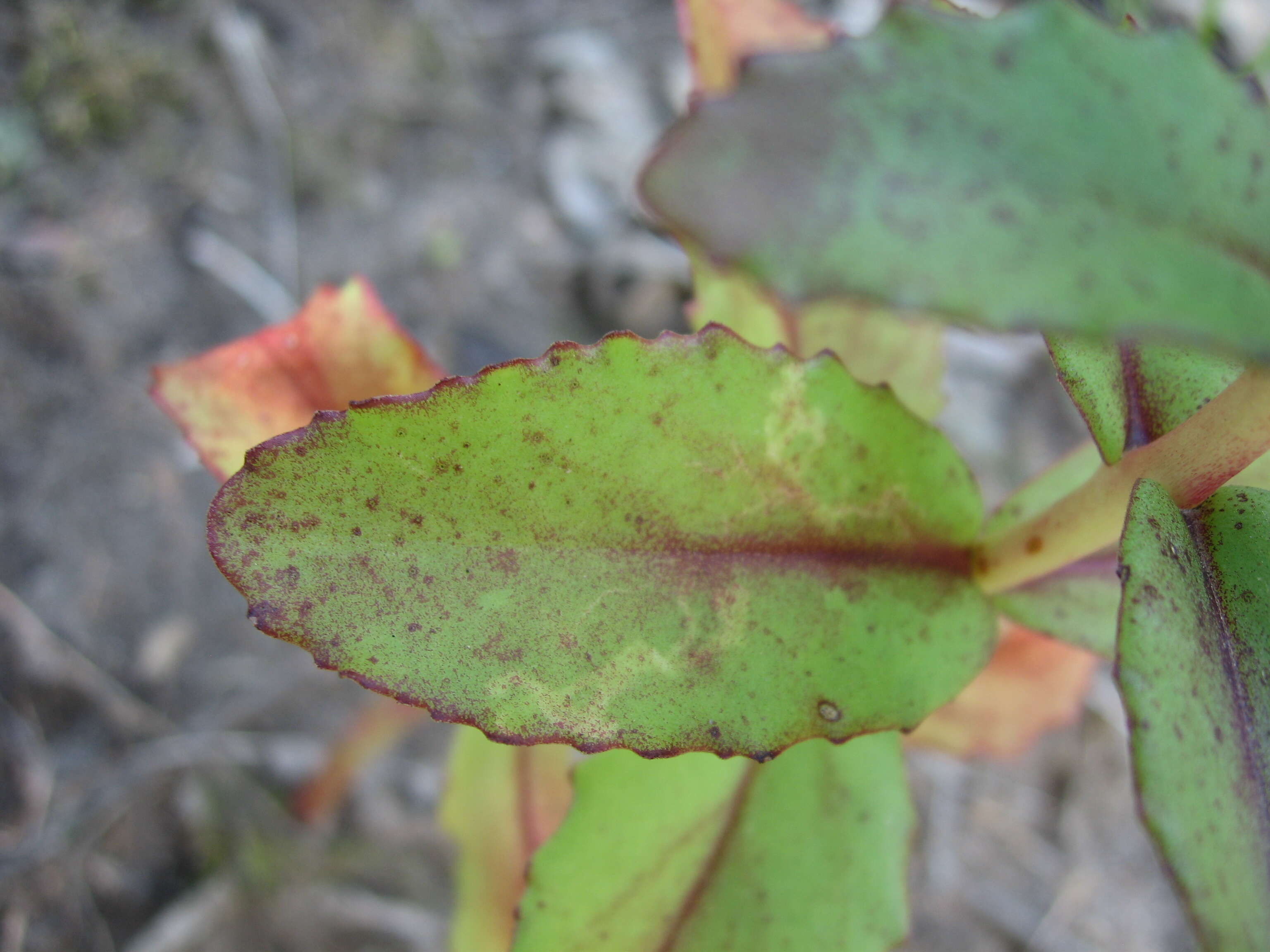 Image of Orpine