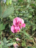 Image of tuberous pea